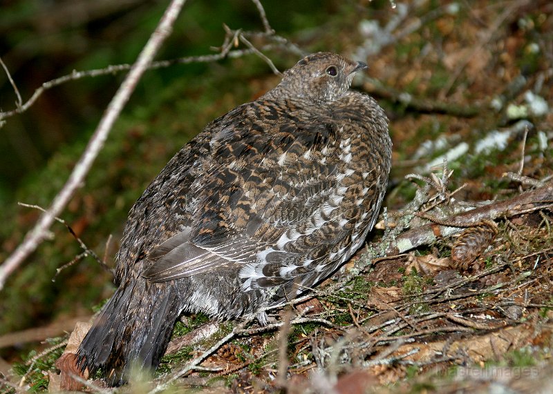 159_5954c.jpg - Spruce Grouse (Falcipennis canadensis) - female